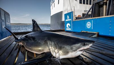 9-foot great white shark starts journey north, pings off St. George Island, Florida