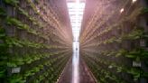 Indoor farms are remaking the produce market — at a cost to the planet