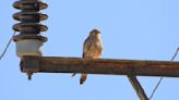 Injured kestrel learns to paint