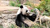 Letters to the editor: Chinese breeding centre for giant pandas bans 12 people for harassing animals