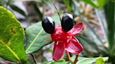 前進臺北典藏植物園 一窺米老鼠樹