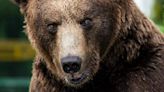 Família é internada após comer carne de urso; entenda o caso