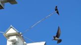 Purple martins in Pa. are about to migrate. See them by the tens of thousands at this site