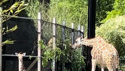 Help name new galloping baby giraffe at Birmingham Zoo