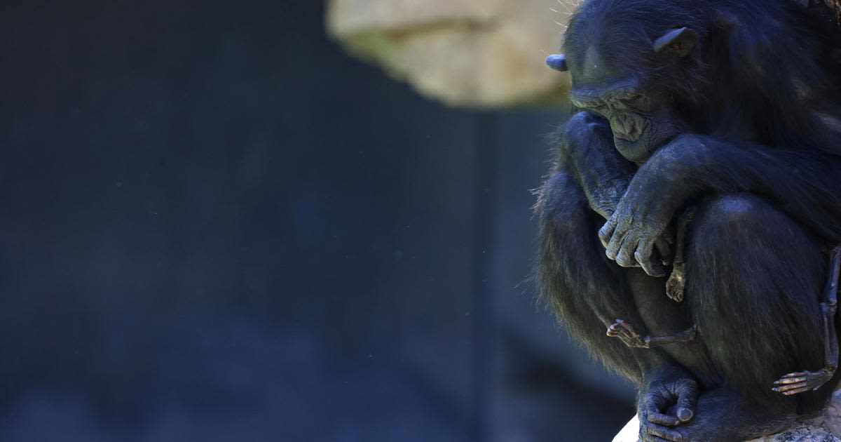 Grieving chimpanzee carries her dead baby for months at zoo in Spain