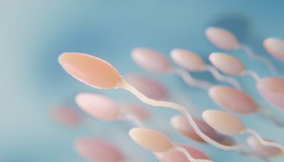 Novo tipo de anticoncepcional masculino reversível mostra bons resultados em estudo com ratos; entenda