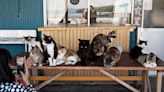 Inside Japan's cat island where felines are worshipped at an altar and said to bring good luck