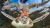 Photos from the Ocean Photographer of the Year awards show the beauty and fragility of underwater wildlife