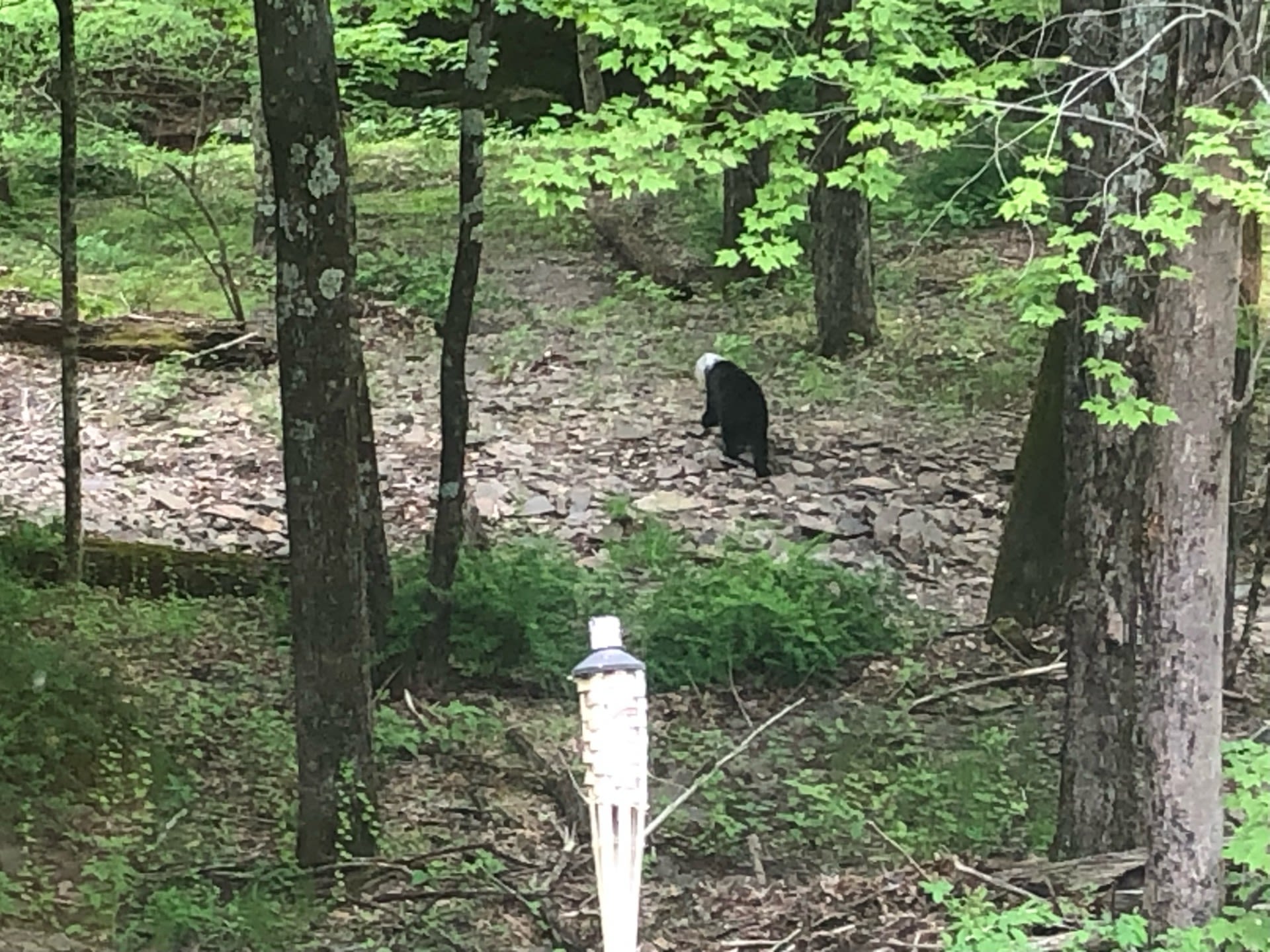 DEC searching for black bear seen near Saugerties with head stuck in container