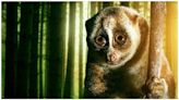 72 Dangerous Animals: Asia Season 1 Streaming: Watch & Stream Online via Netflix