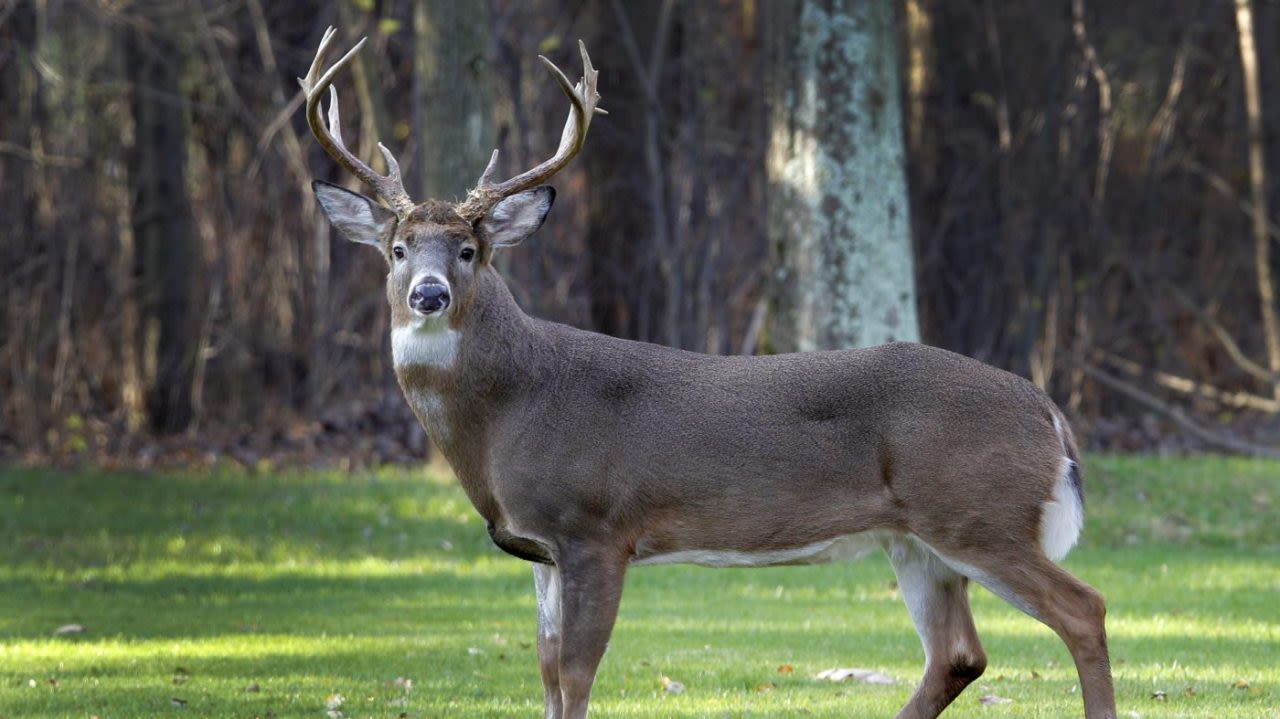 Velvet buck season begins September 13 in Mississippi