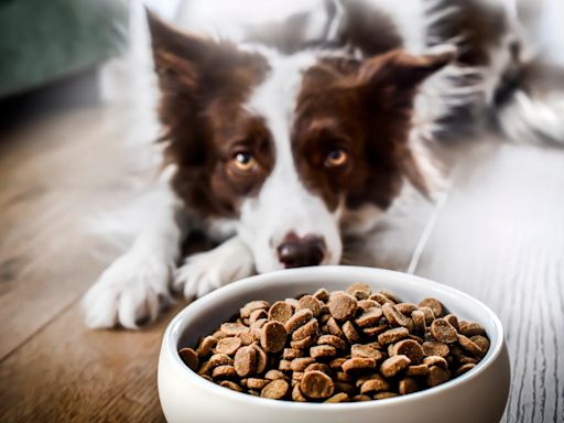 Popular Dog & Cat Food Recalled for Possible Listeria Risk to Pets and Humans