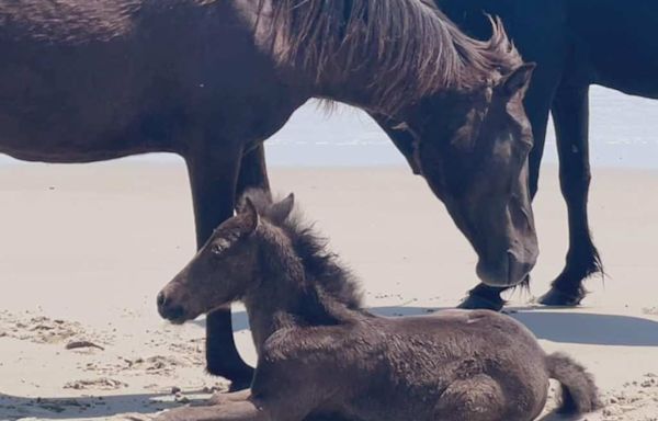 Once-ostracized wild horse seen wandering Outer Banks is now a mom, photos show