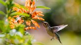¿Qué significa si aparece un colibrí en tu jardín en invierno?
