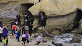 Viral video shows sea lions chasing beachgoers at La Jolla Cove