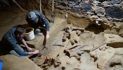 Hallan huesos de mamut en una bodega de vinos en Austria