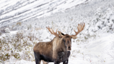 Moose Sprints Down Ski Trails At Jackson Hole