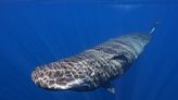 Scientists are learning the basic building blocks of sperm whale language after years of effort