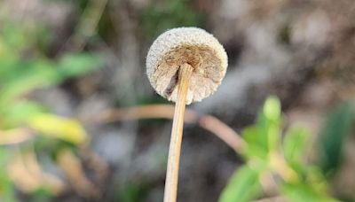 Sempre-vivas: nova espécie de planta ameaçada de extinção é descoberta em Juiz de Fora