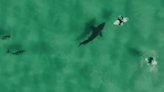 Video: Gigantic Great White Shark Investigates Surfers in South Africa