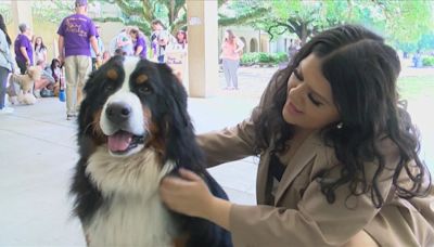 Tiger HATS uses therapy animals to bring emotional support, comfort to Baton Rouge