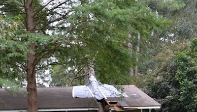 Identify trees that pose risks to your home ahead of hurricane season