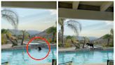 It's getting so hot that bears are now swimming in your pool, and there's nothing you can do about it