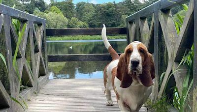 We visited Mount Stewart and here's our dog's eye take on how it measures up for four-legged friends