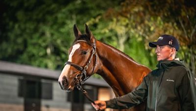 'A catalogue of significantly stronger quality' - siblings to top-flight winners feature among Goffs Orby Book 1