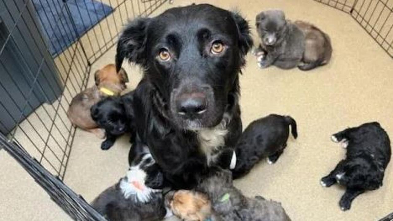 3-week-old puppies tossed from car near Mission Viejo animal shelter