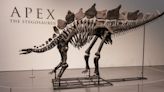 T. Rex Dethroned? A Stegosaurus Fossil Sells for a Record $44.6 Million.