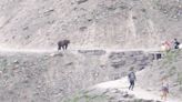 Video shows grizzly bear walking toward Montana hikers at Glacier National Park