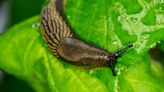 UK Gardeners Urged To Avoid 1 Common Task To Repel Slugs