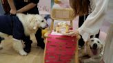 Puppy love: Canine weddings on the rise in China