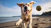 A Paws-itive Impact: Summer fun that supports Maine humane societies and pet rescues