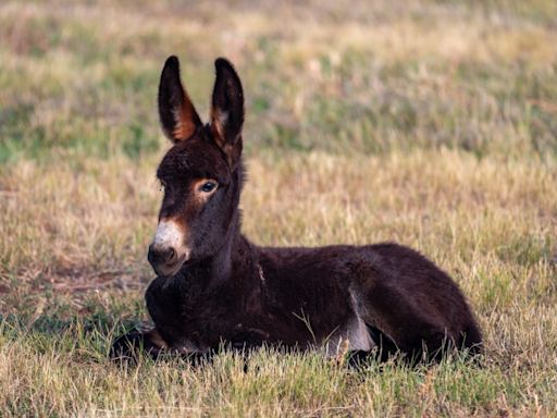Happy Baby Donkey's Evening Stroll Is a Heartwarming Mood Lifter