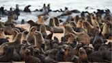 A Fur Seal Rabies Outbreak In South Africa Has Surfers on Edge