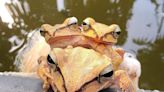 台東「奇妙生物」是樹蛙搶親3合1 確認非外來種民眾鬆口氣