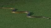 Snake slithers onto cricket pitch and interrupts play in Sri Lanka