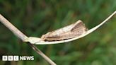 County Durham nature reserve celebrates finding its 500th moth