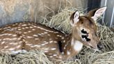 Texas ranch makes plea after deer attacked by balloons