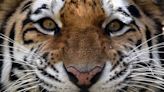 Man Killed by Siberian Tiger That Attacked His Pet: Officials