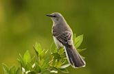 Mockingbird