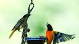 Bird-watching in Wichita? You’ll likely see these 6 types at your feeder in late summer