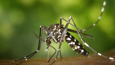 Dengue fever infections found to have negative impacts on infant health for three years