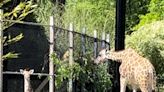 Help name new galloping baby giraffe at Birmingham Zoo