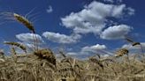 Ucrania exporta 50,8 millones de toneladas de cereales en 2023/24, dice el Ministerio de Agricultura