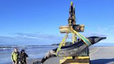 World’s rarest whale washes up on New Zealand beach: Scientists