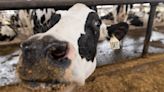 Florida adds restrictions to dairy cows to prevent bird flu