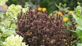 Great Plant Pick: Dwarf Purpleleaf Japanese Barberry | HeraldNet.com
